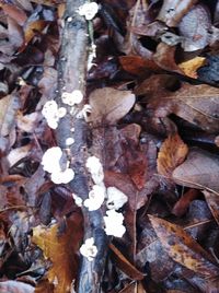 Full frame shot of dry leaves