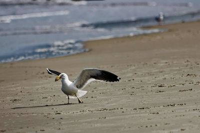 Seagulls on beach