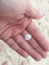 Cropped hand holding seashell at beach