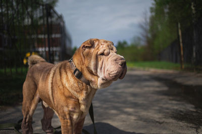 Dog looking away on road