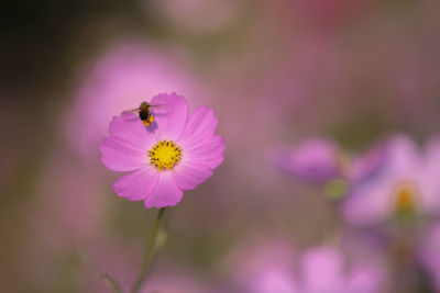 Close-up of insect on pink flower