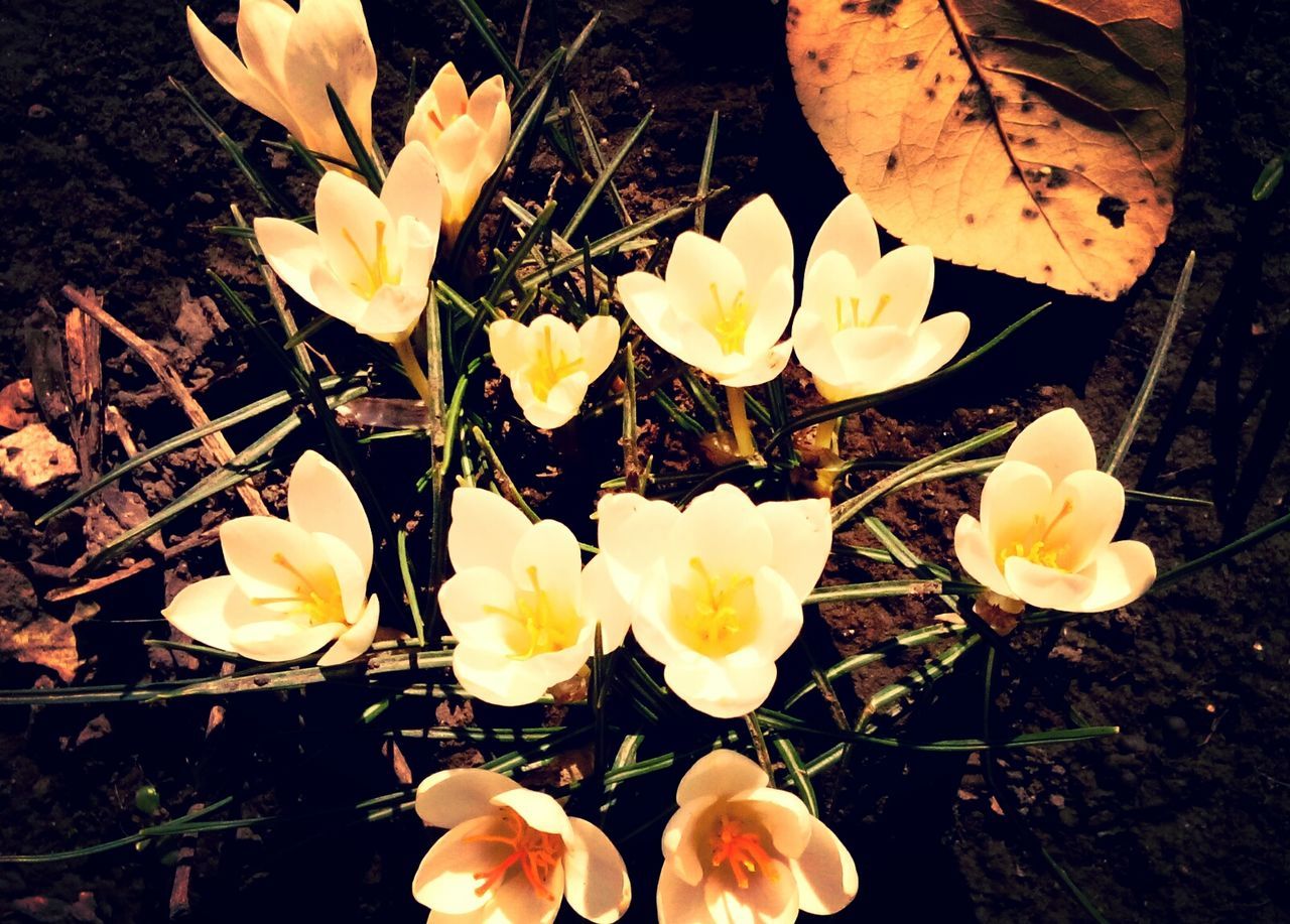 flower, petal, fragility, flower head, high angle view, growth, freshness, nature, beauty in nature, close-up, field, mushroom, dry, plant, blooming, fungus, leaf, outdoors, orange color, botany