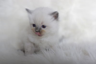 Close-up portrait of cat