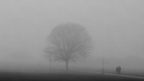 Bare trees against sky