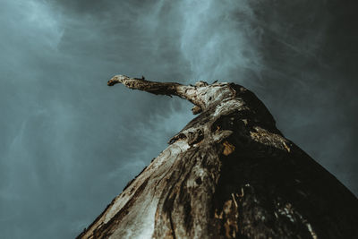 Close-up of driftwood against sky