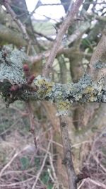 Close-up of tree trunk in forest