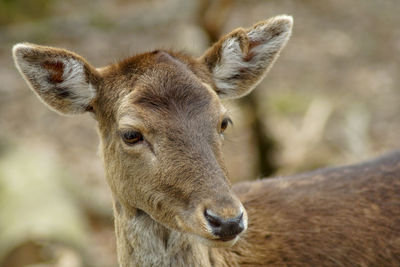 Portrait of deer