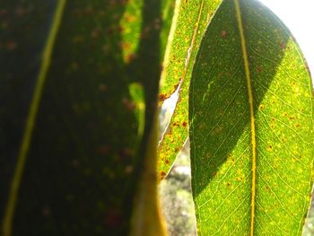 Close-up of leaves against blurred background