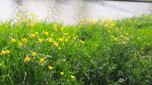 Close-up of plants growing in water