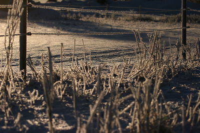 Snow covered plants during winter