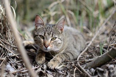 Close-up portrait of a cat on field