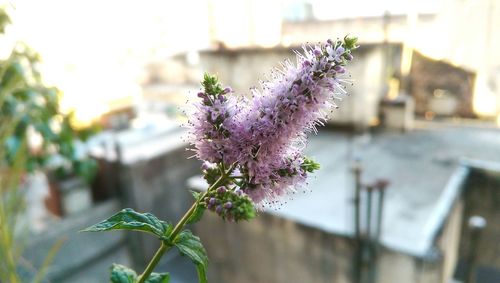 Close-up of fresh purple flower blooming in garden