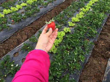 Cropped image of woman hand holding strawberry at farm