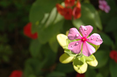 Close-up of wet pink flowering plant