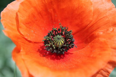 Macro shot of red flower