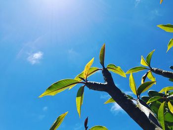 Low angle view of plant against blue sky