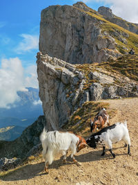 Fighting goats on seceda, dolomites, italian alps with rocks and sky