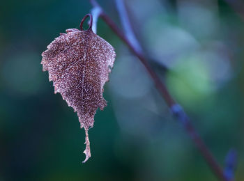 Close-up of wet leaf on a tree