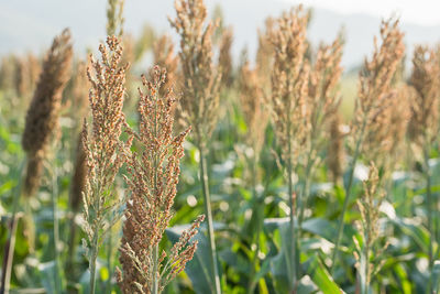 Close-up of stalks in field against sky