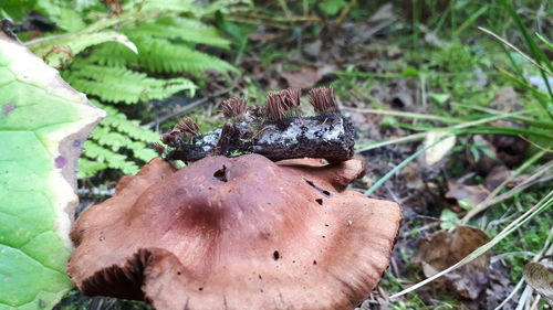 High angle view of mushrooms growing on field