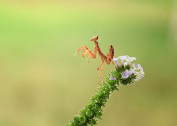 Close-up of insect on plant