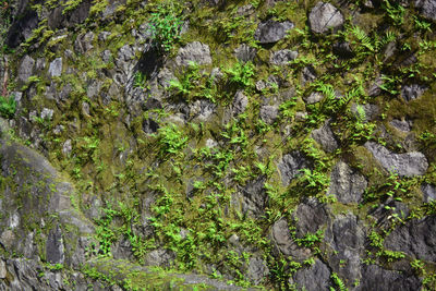 Full frame shot of moss growing on rocks