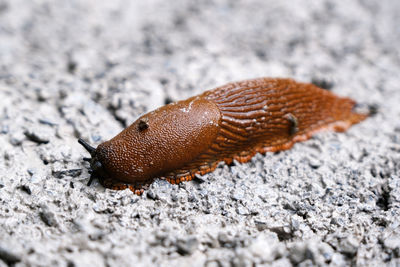 Close-up of a lizard