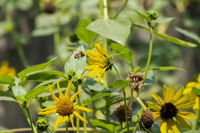 Close-up of insect on yellow flower