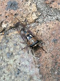 Close-up of insect on rock