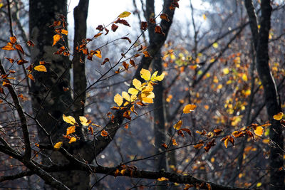 Close-up of yellow flowering plant in forest