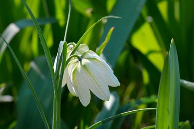 Close-up of white flowering plant on field