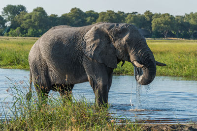 African elephant drinking water at waterhole