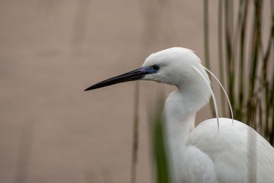 Close-up of a bird