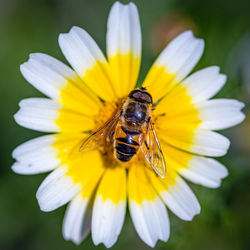 Close-up of insect on flower