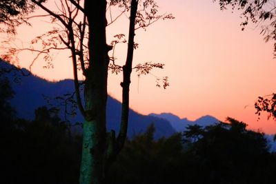 Silhouette trees against sky at sunset