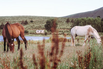 Horse grazing in a field