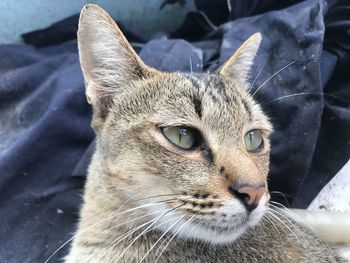 Close-up portrait of a cat