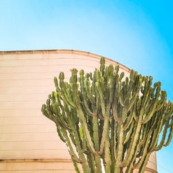 Low angle view of succulent plant against clear blue sky