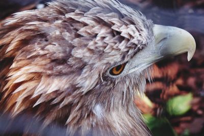 Close-up of eagle