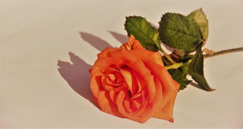 Close-up of rose against white background