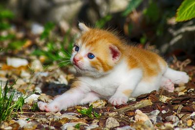 Close-up portrait of cat