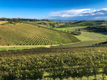 Scenic view of agricultural field against sky