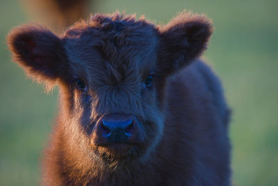 Close-up portrait of calf
