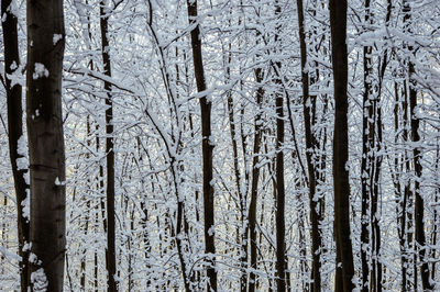 Full frame shot of bamboo trees in forest