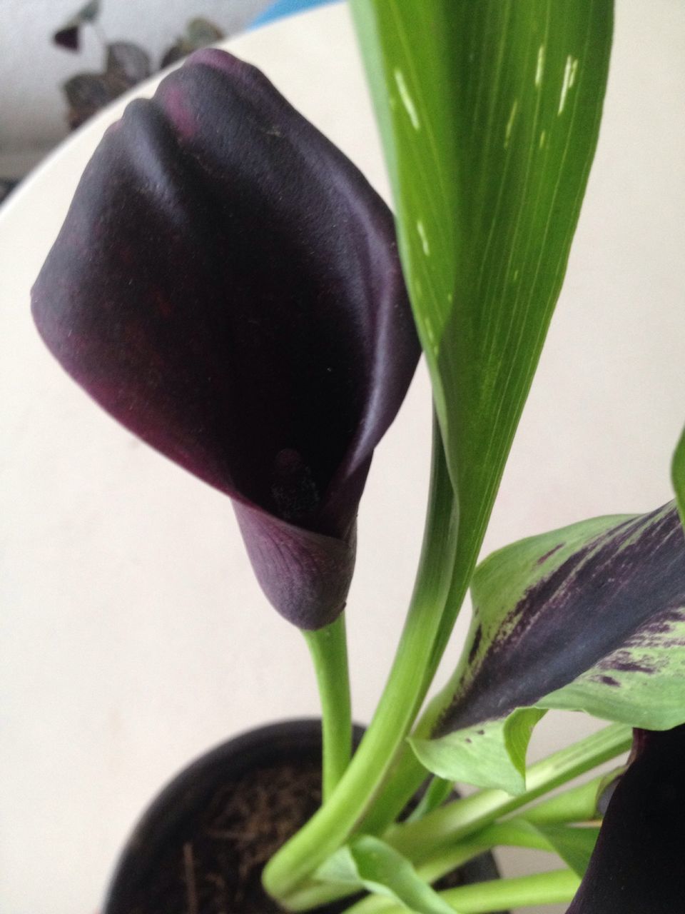 freshness, close-up, flower, leaf, growth, fragility, plant, stem, food and drink, petal, green color, focus on foreground, beauty in nature, nature, bud, indoors, still life, flower head, tulip, table