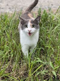 Portrait of a cat on grass