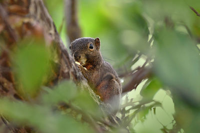 Cute squirrel on tree at forest