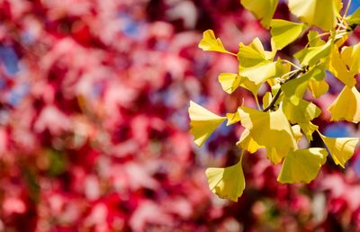 Close-up of yellow flowering plant