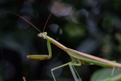 Close-up of praying mantis