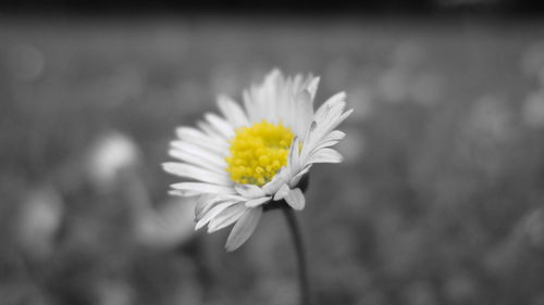 Close-up of fresh yellow flower